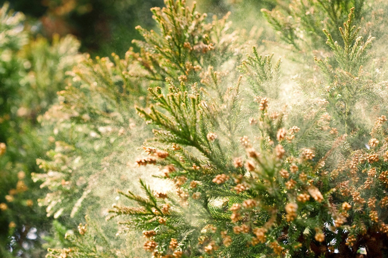 Pollen blowing off a plant