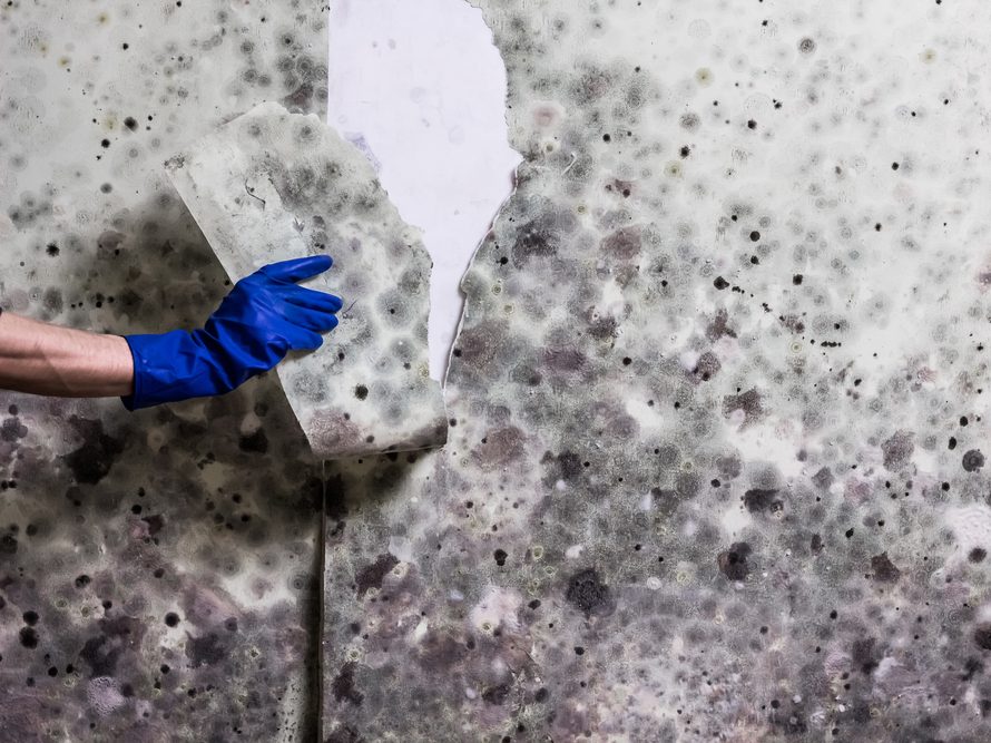 Gloved hand peeling moldy wallpaper from a wall
