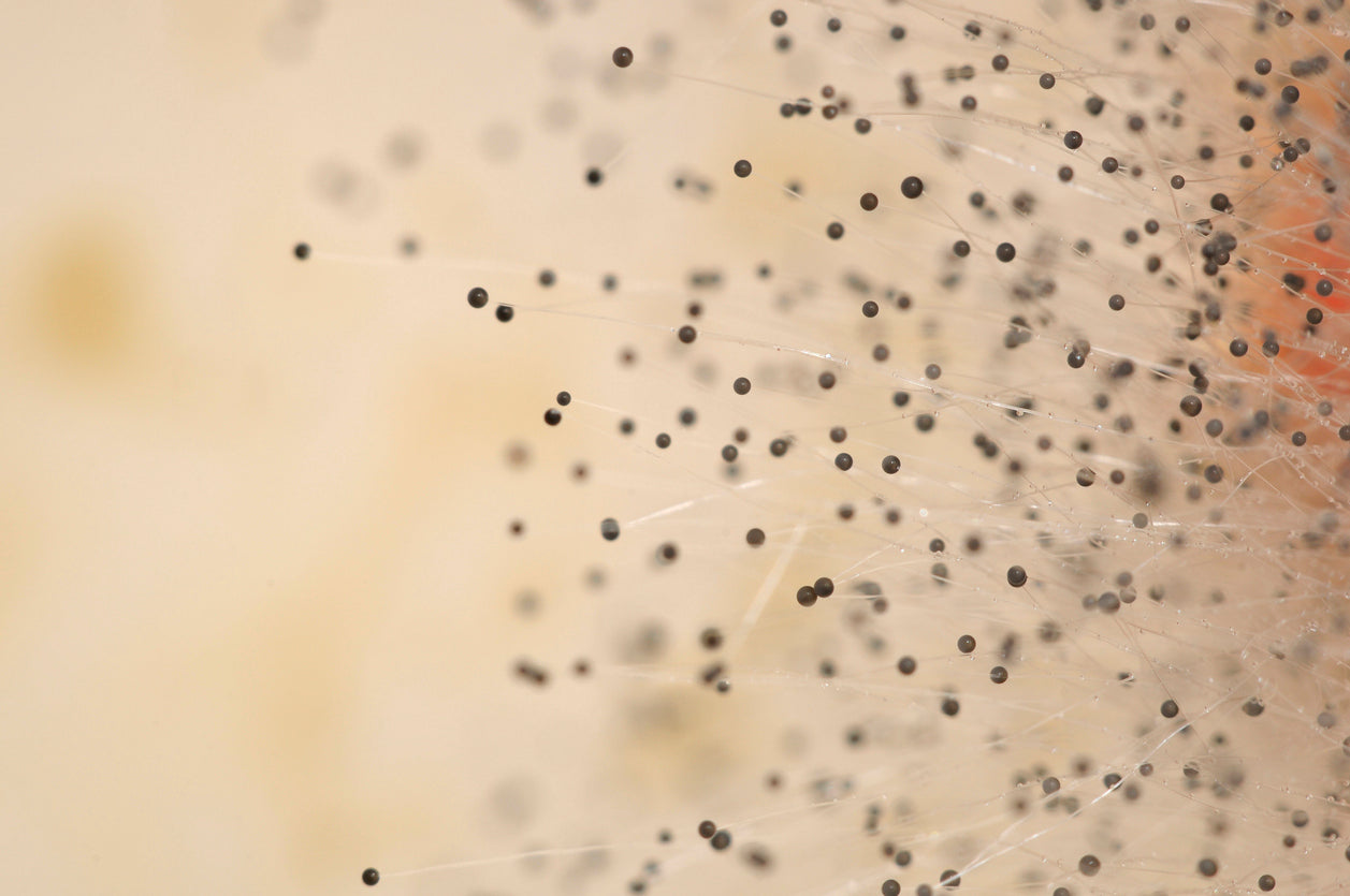 mold spores