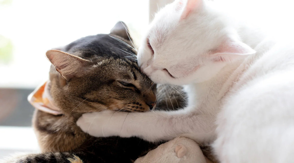 Cat pheromone plug in best sale