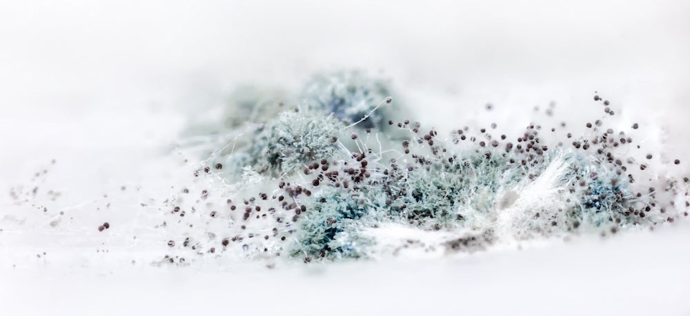 Molekule and mold
