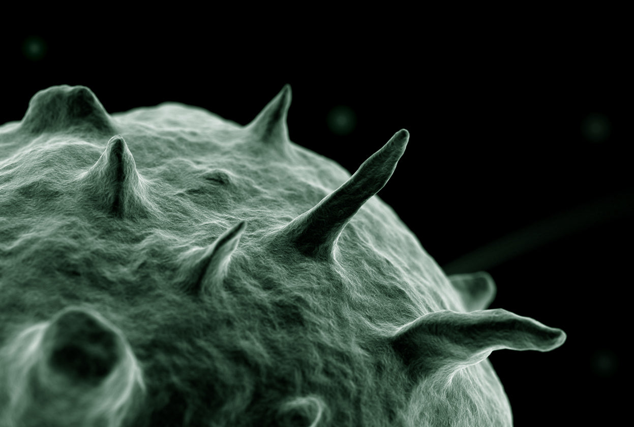 Close-up of bacteria germ