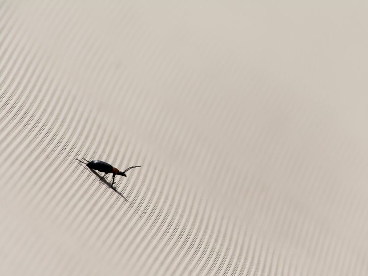 Close-up of bed bug