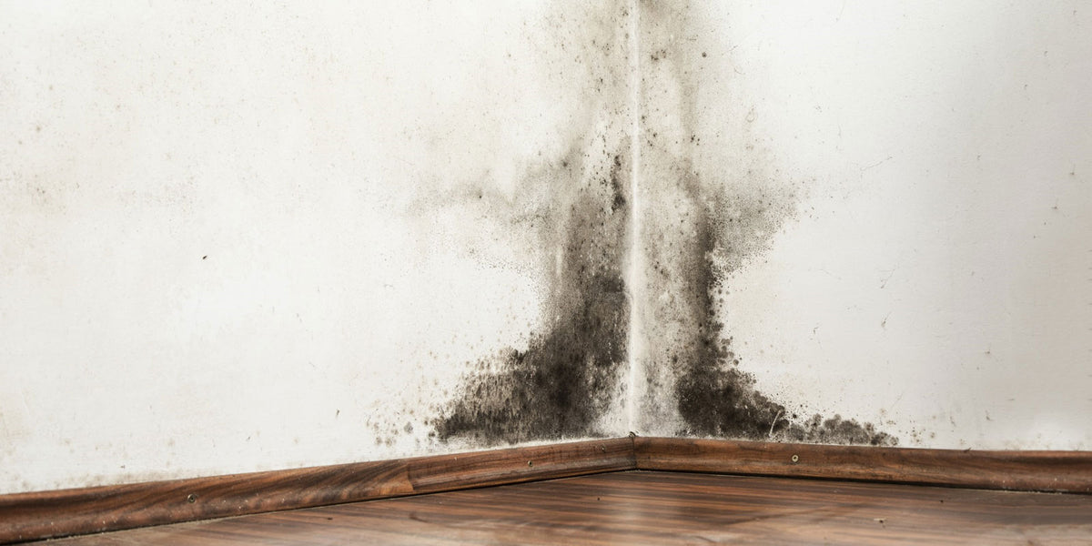 How to Get Rid of Mold in Houses: Walls, Ceiling & Basement - Molekule