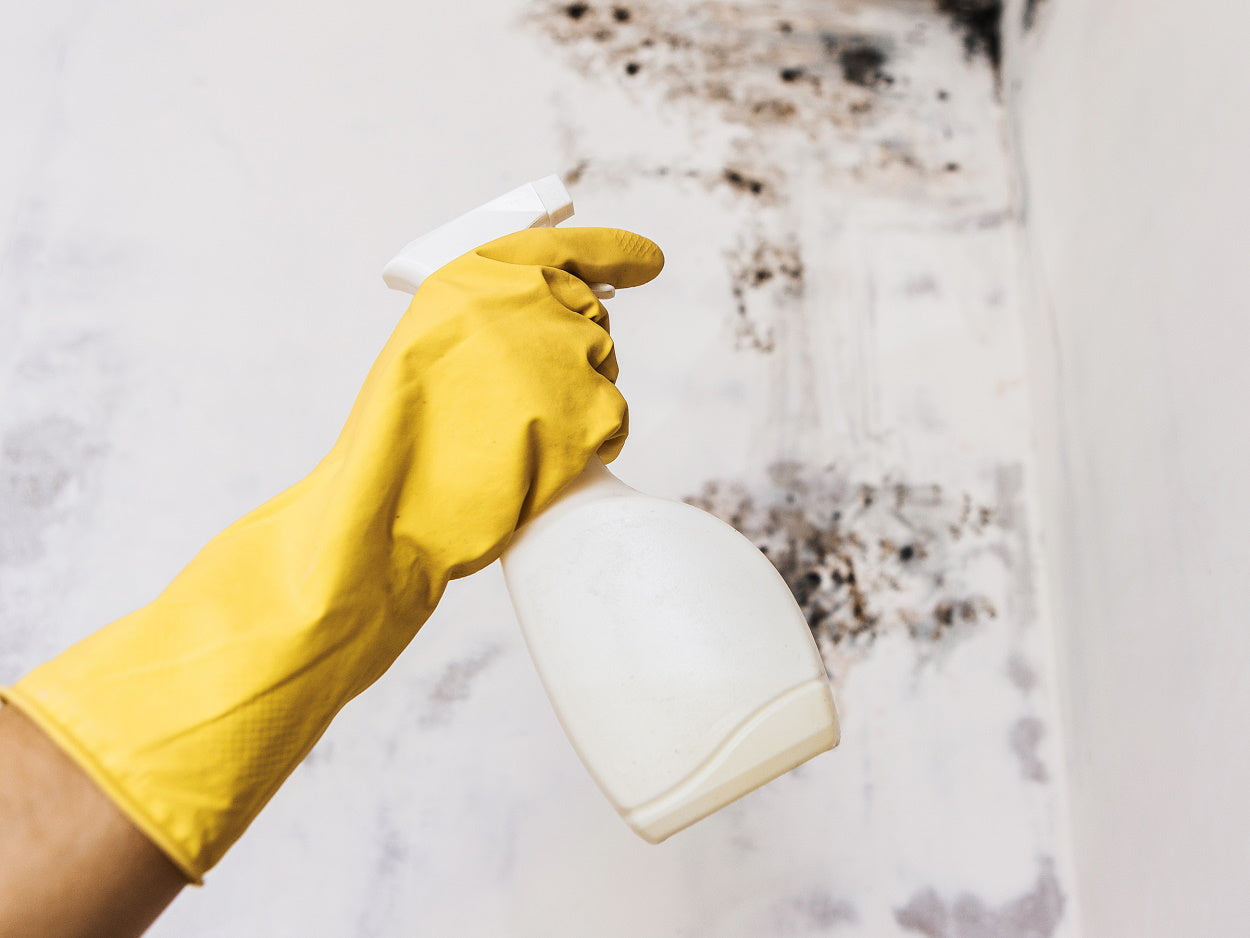 A rubber gloved hand spraying a white bottle on mold