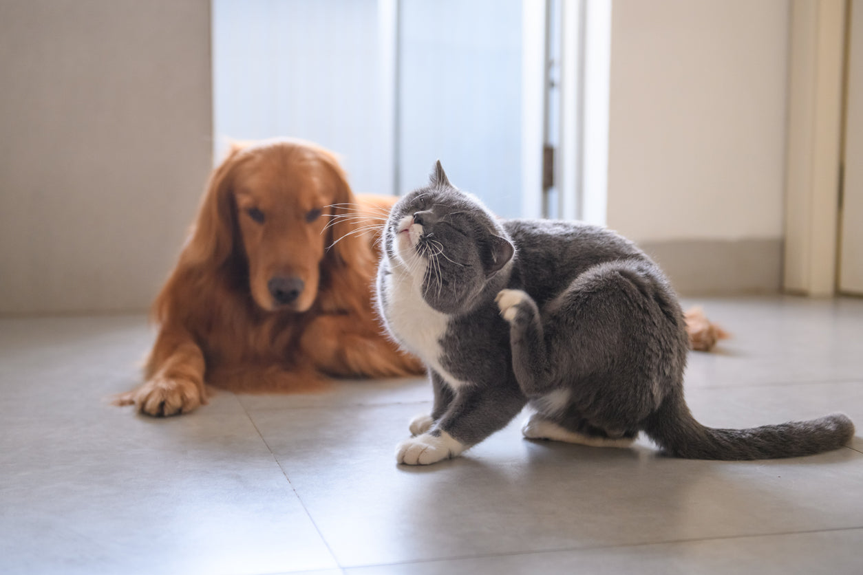 Sweet cat and dog with allergies