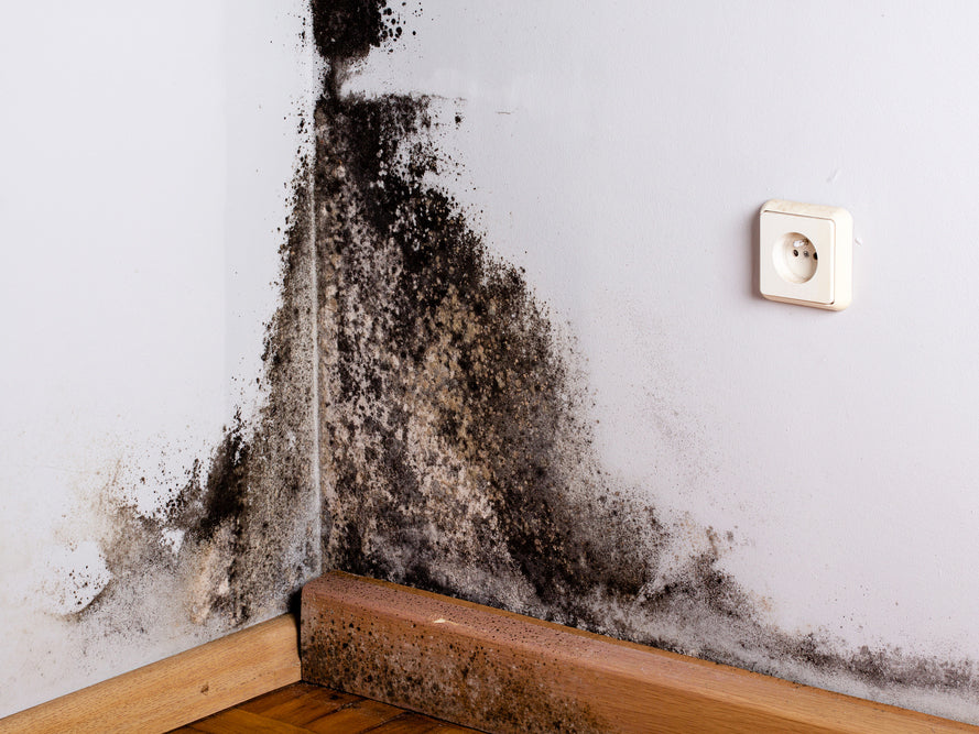 Black mold growing in the corner of a room
