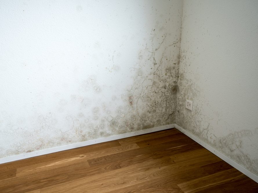 Mold in the corner of a room
