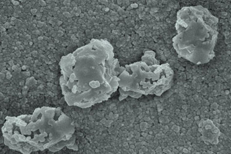 Oxidation Free radicals begin the oxidation process, breaking spores down into harmless components.