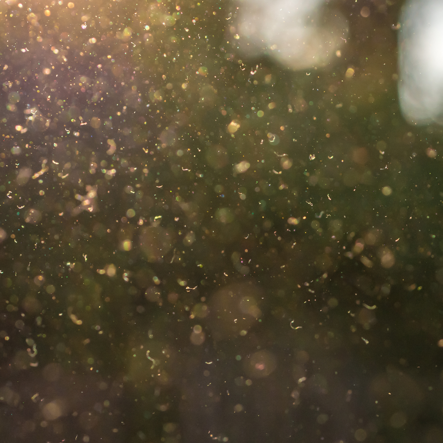 Dust particles floating in the air