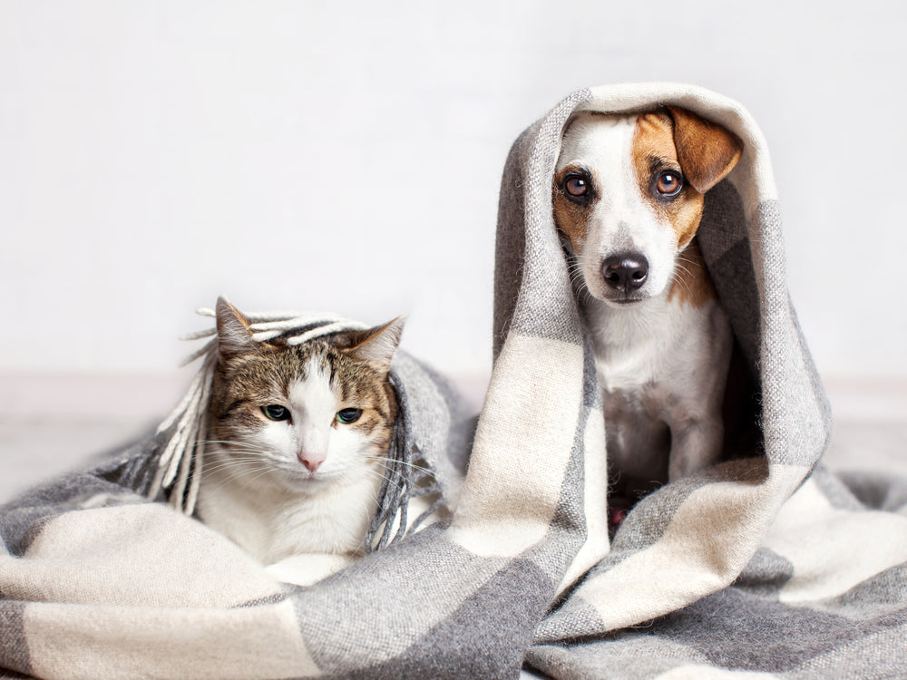 Cat and dog pet dander
