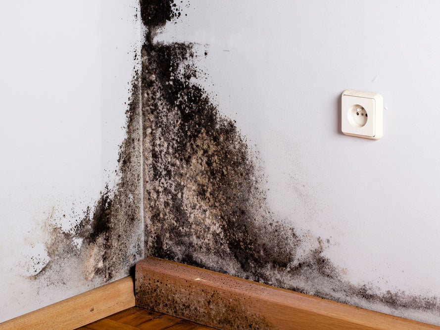 Black Mold Symptoms: Health Signs of Exposure - Molekule