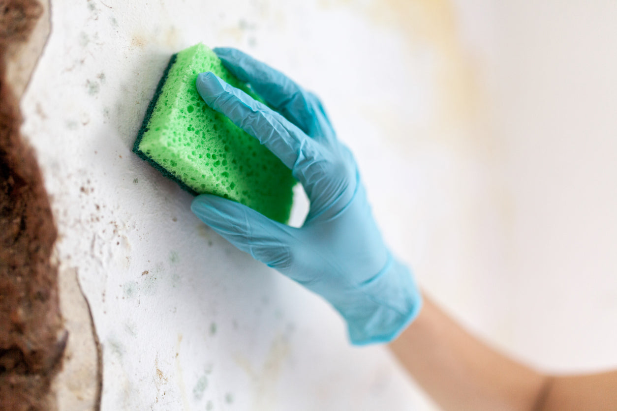 mold cleanup in the home