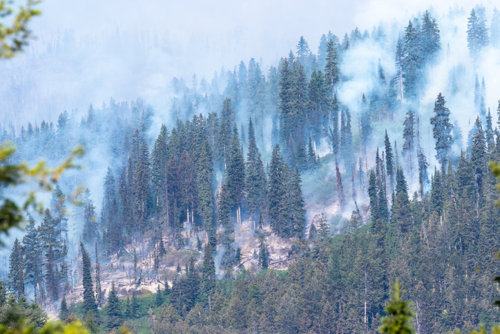 How Does Wildfire Smoke Affect Your Allergies And Asthma Molekule Blog 4055