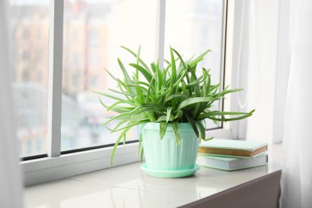 Aloe vera plant on a windowsill with books