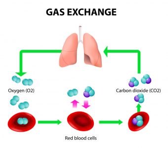 Gas exhange of oxygen and carbon dioxide in the lungs