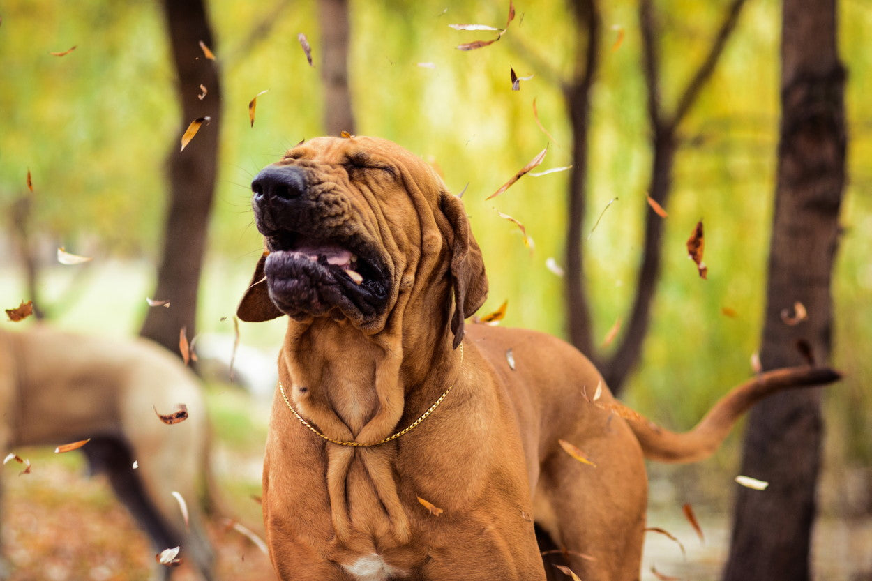 Bloodhound sneezing with wrinkled face