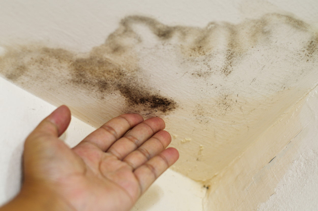 Is Black Mold From Water Damage Making You Sick