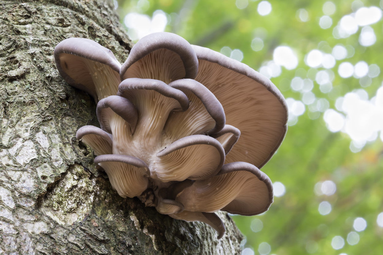 Oyster mushrooms on the side of a tree