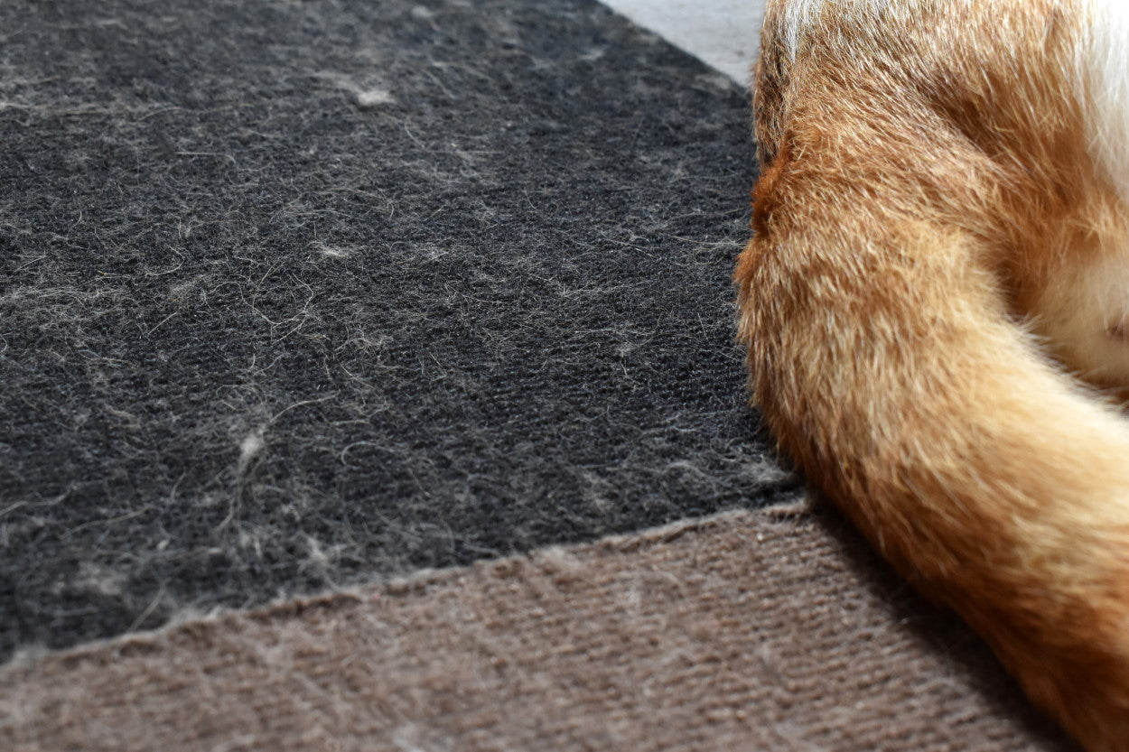 Cat tail and cat fur on carpet