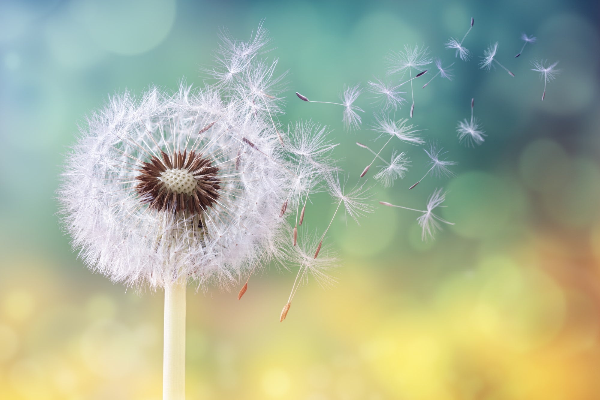 Dandelion seeds blowing away in the wind