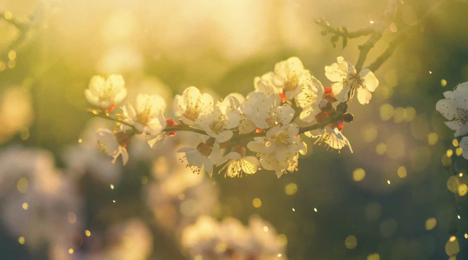 Spring tree blossoms release pollen.