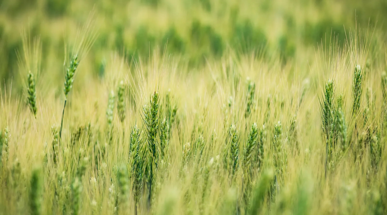 A meadow of tall grasses in midday.