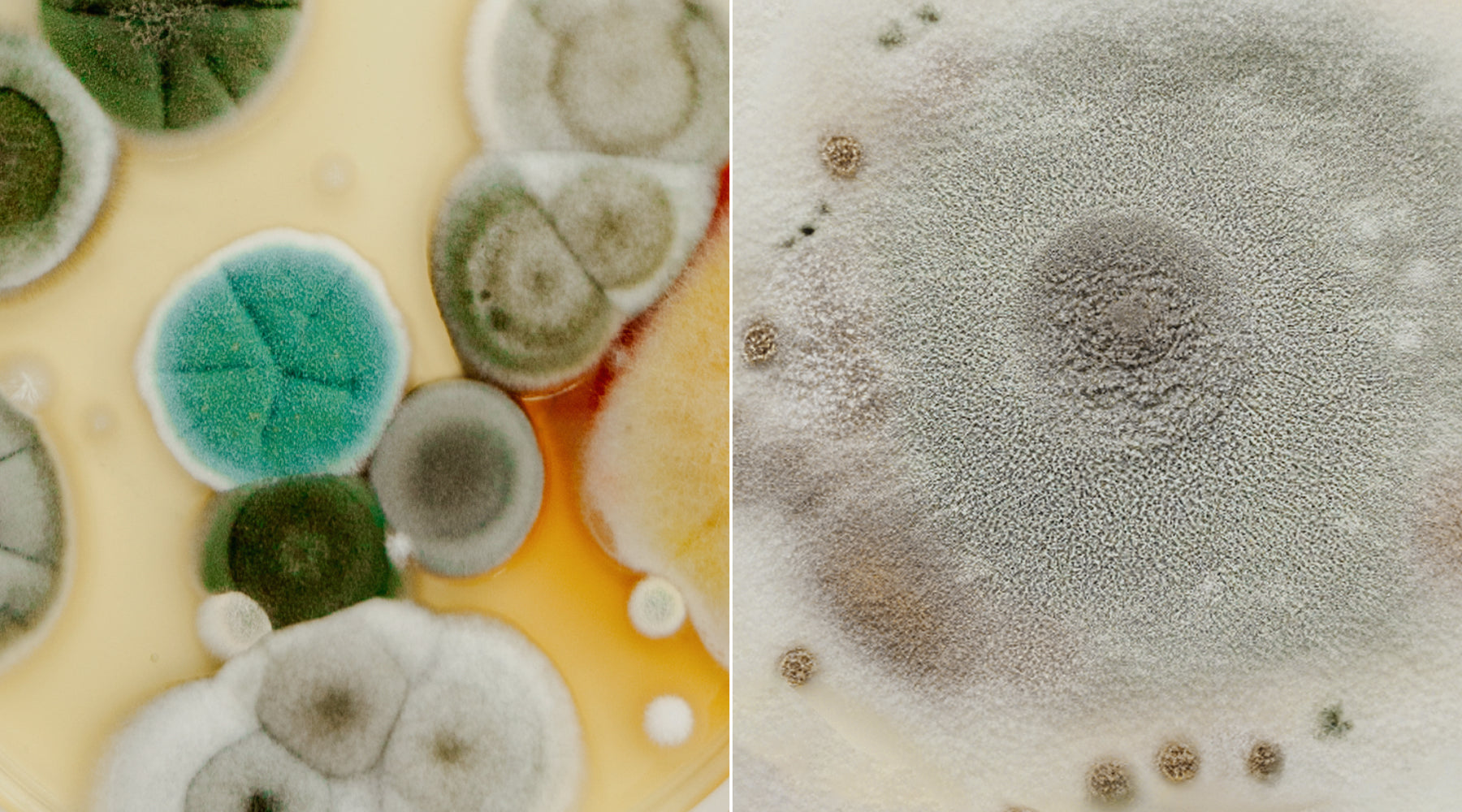 An image of mold side-by-side with an image of mildew