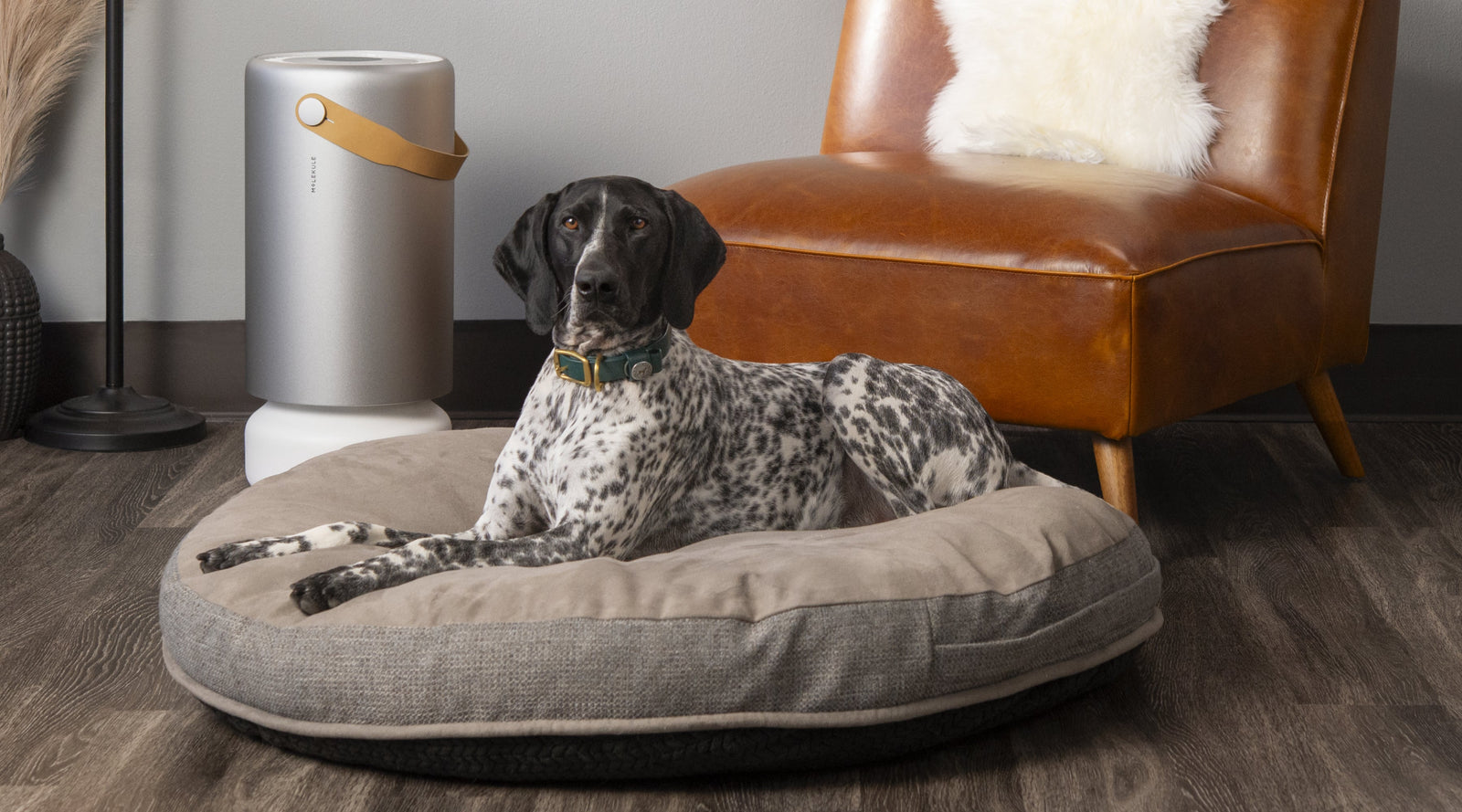 dog on dog bed next to Air Pro