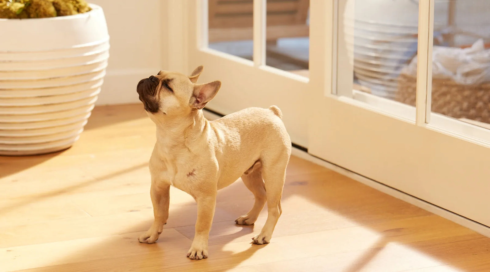 What Pets Can Teach Us About Our Air Quality