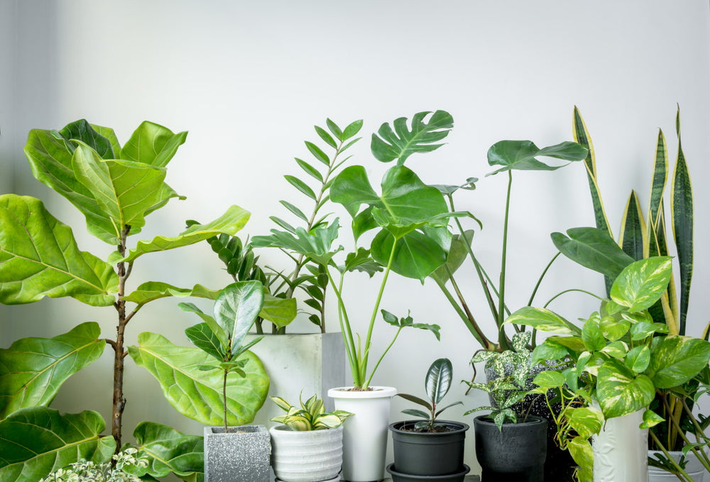 What Plants Purify the Air & How Many Do You Need? Molekule
