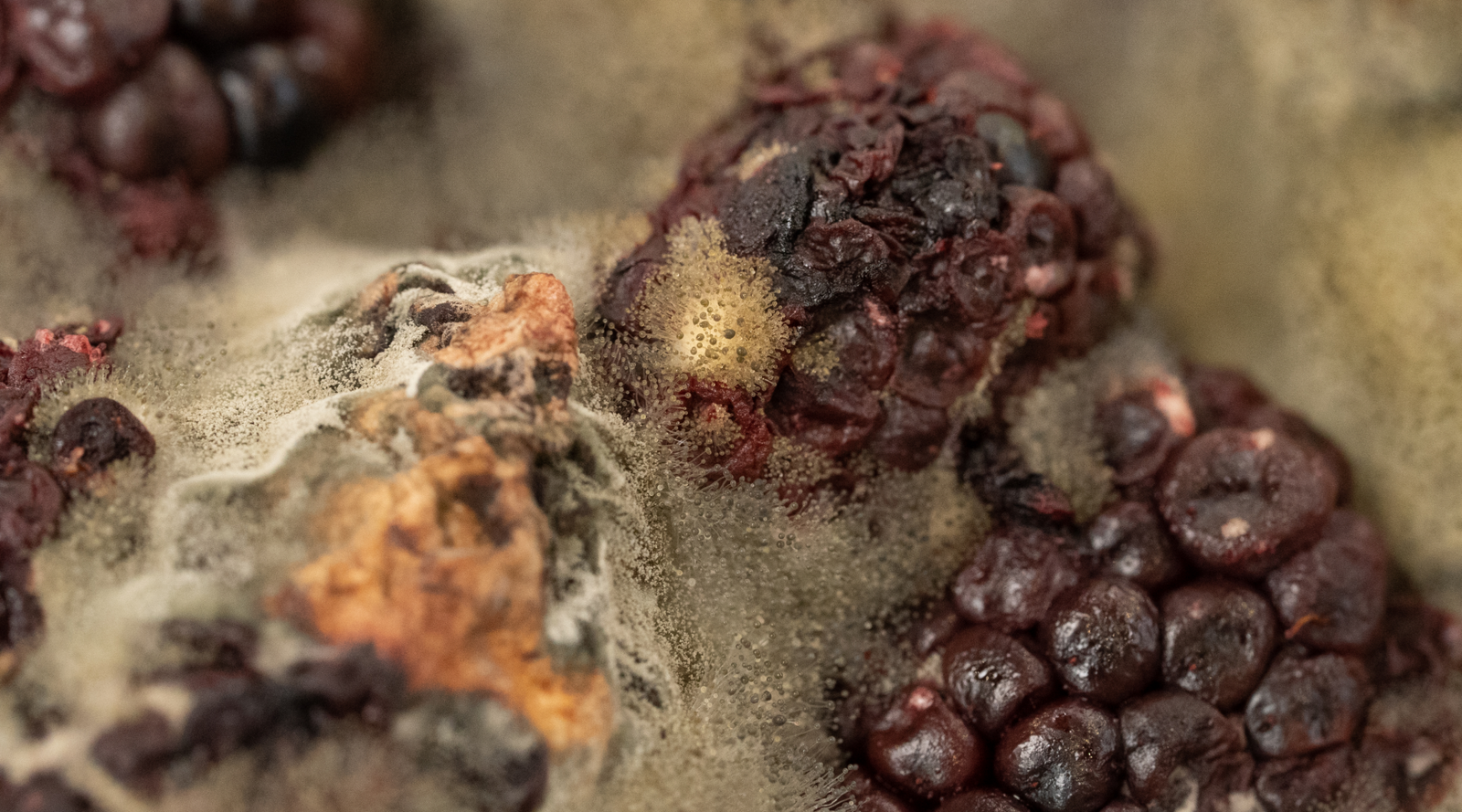 Close-up of mold growing on fruit