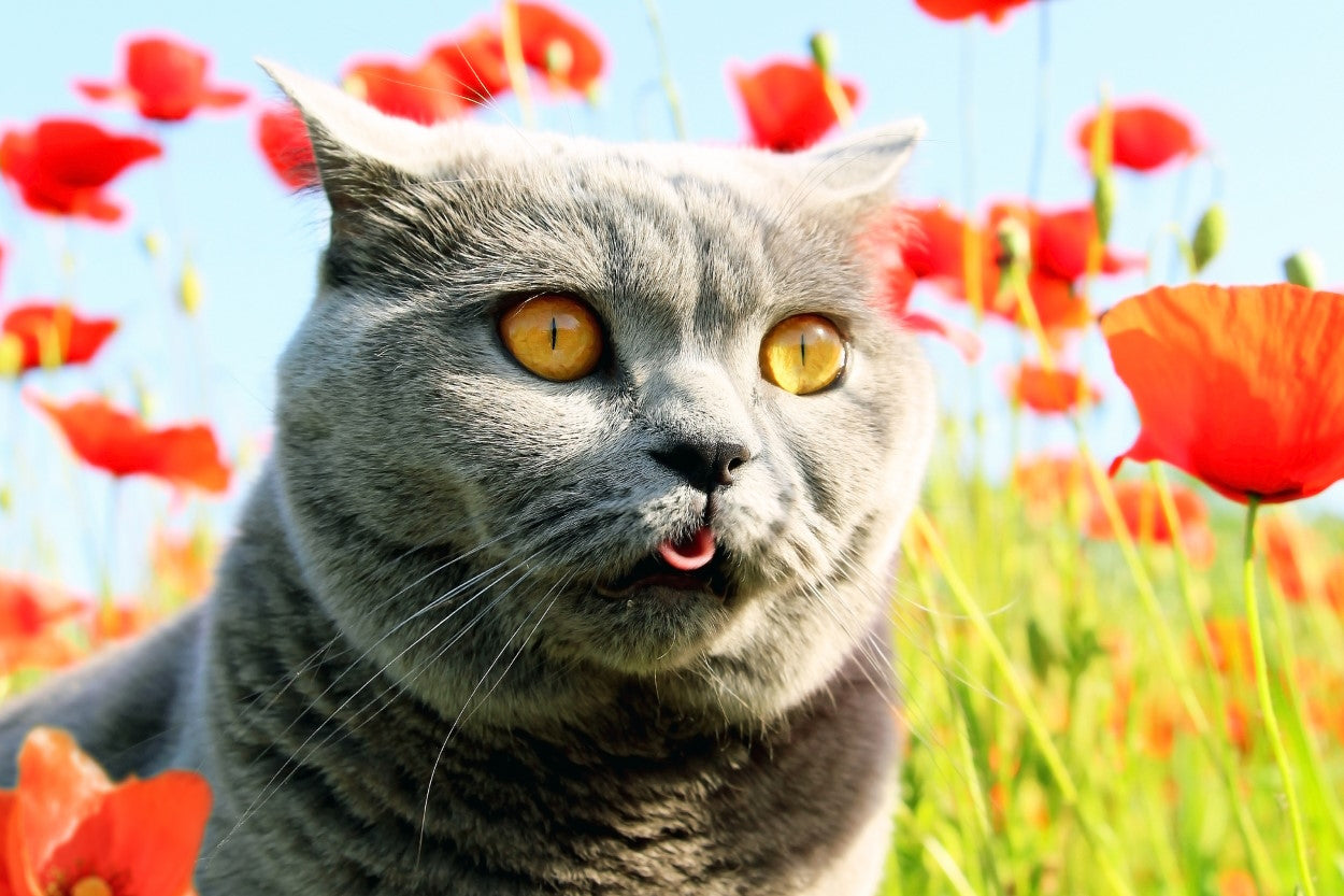 Gray cat in a field of red  flowers