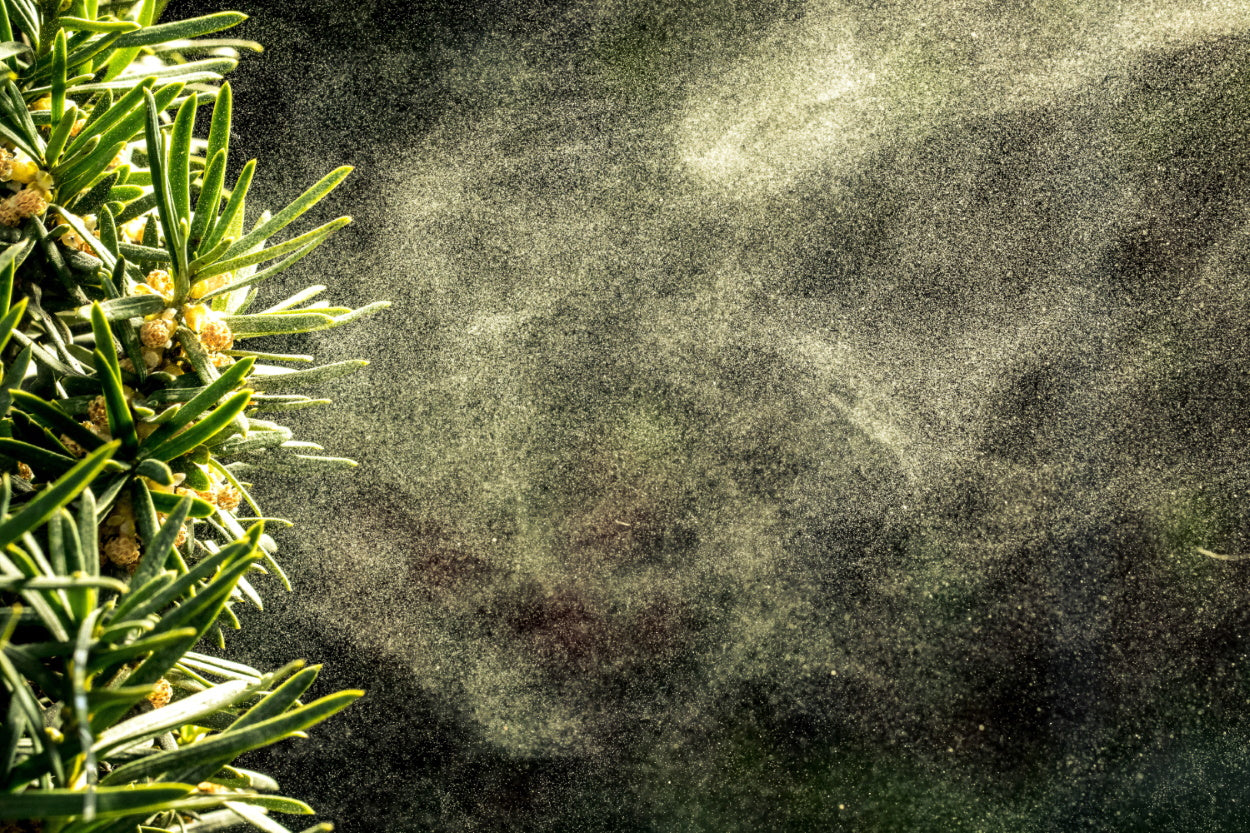 Cloud of pollen blowing off a plant