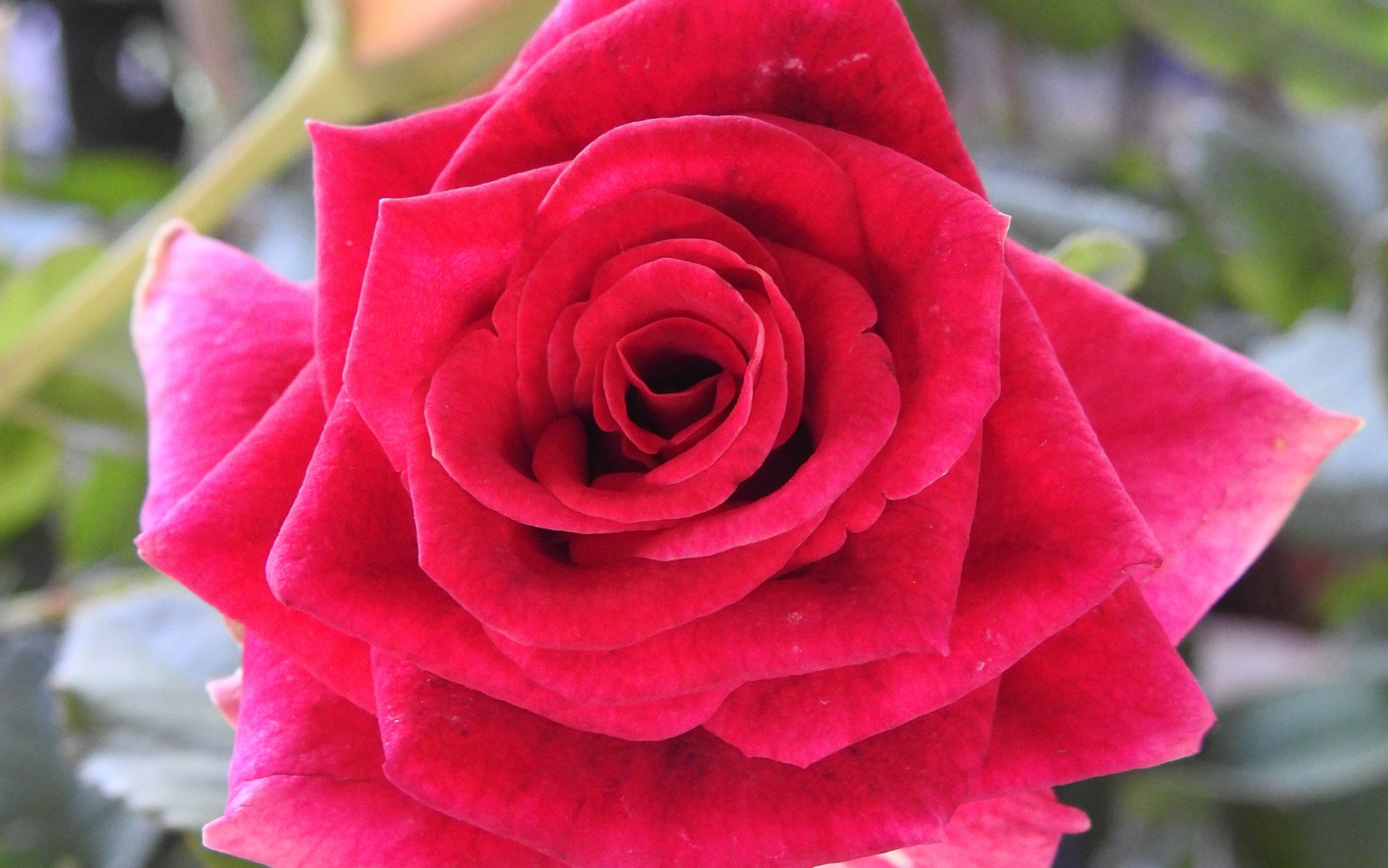 Close-up photograph of a pink rose