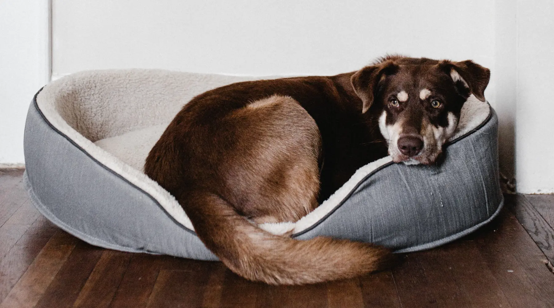 A cute large dog resting in a dog bed