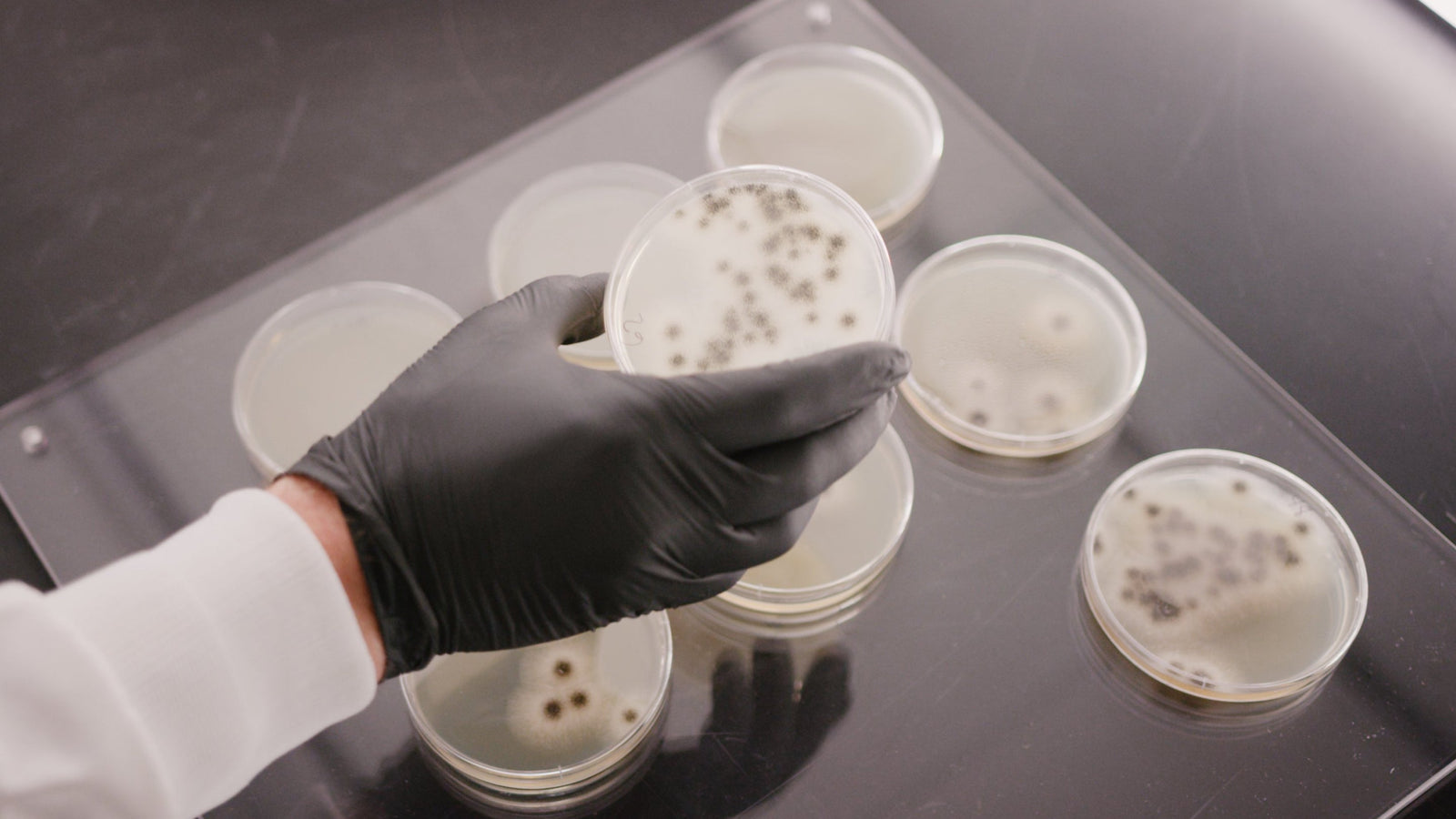 Different Types of Mold in Homes and How to Remove Them