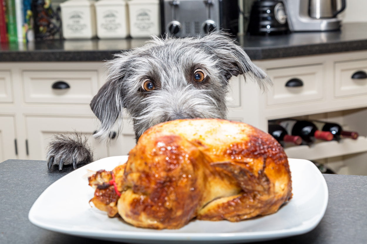 Hungry dog staring at holiday turkey on the counter