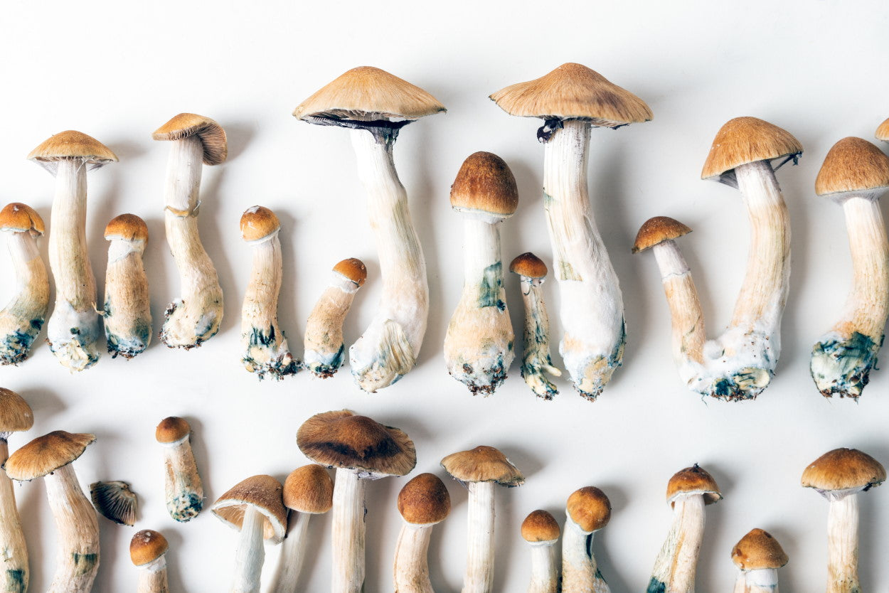The Lifestyle and Health Benefits of Fungi and Mold - Molekule
