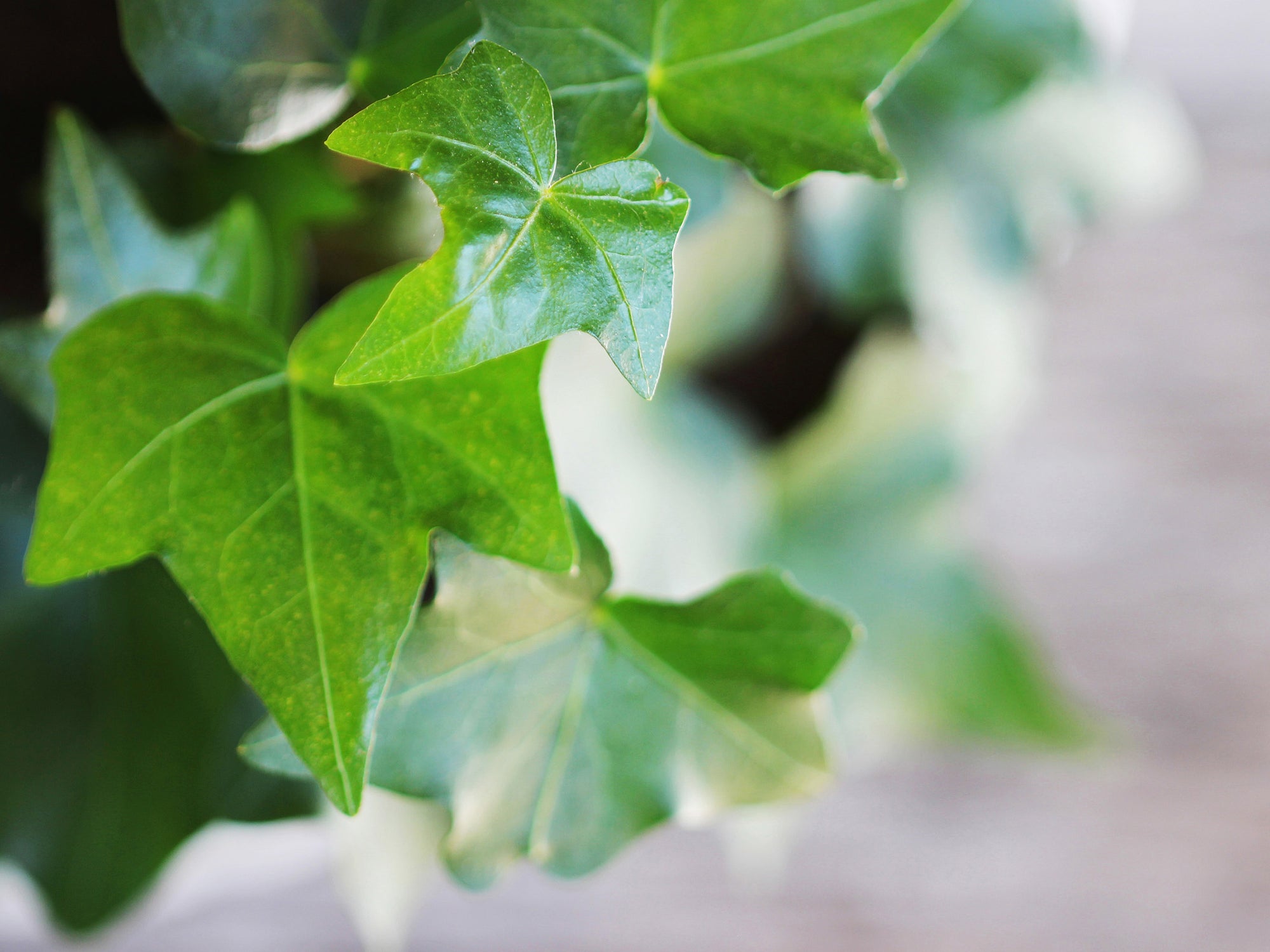 Leaves of English ivy plant