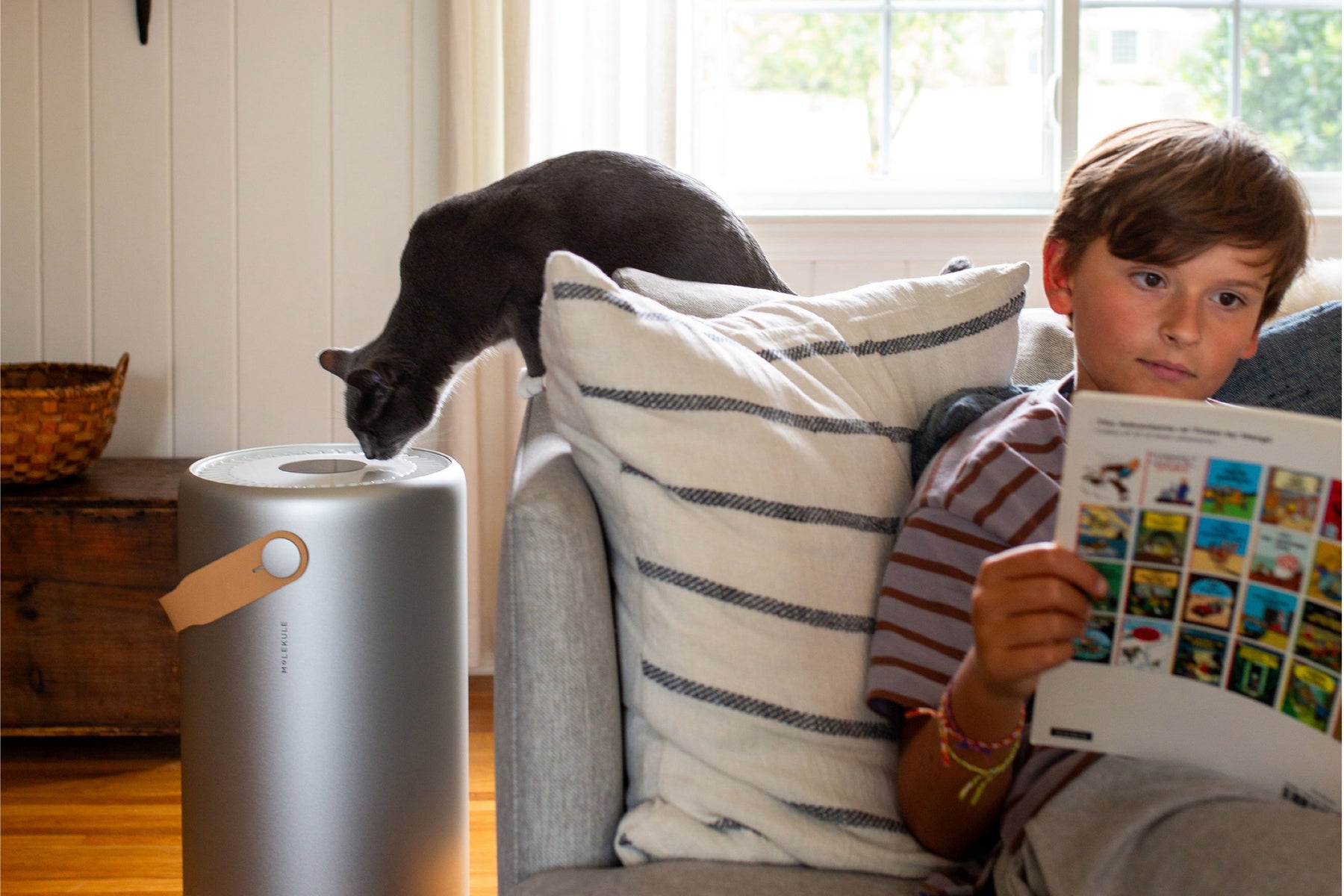 What's the difference between cat dandruff and cat dander? Molekule