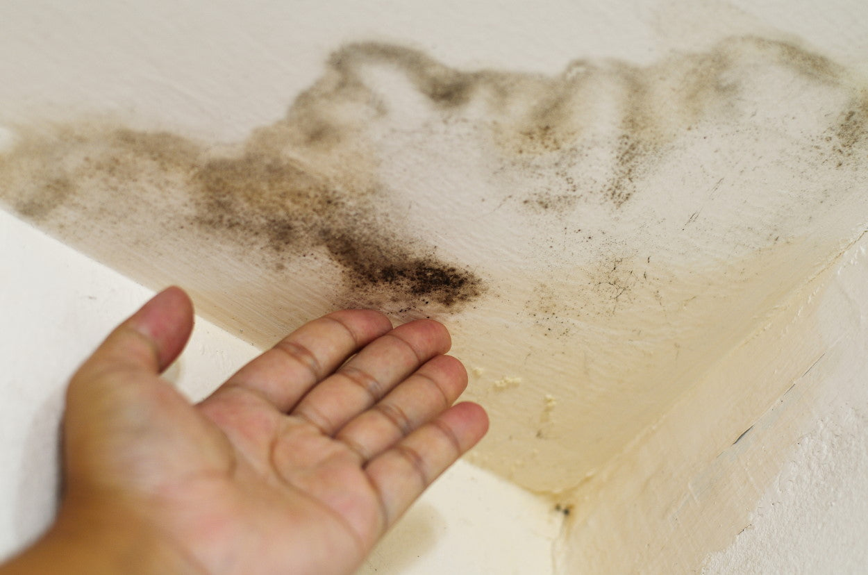 A hand touching water damage with mold on the ceiling