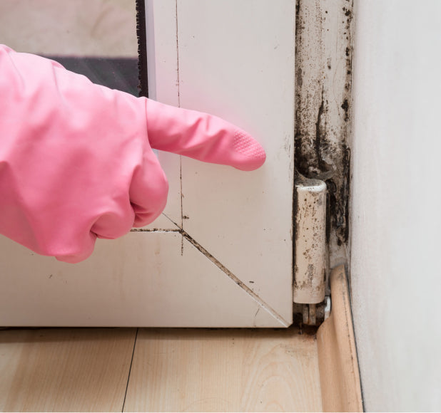 What Are the Risks of Mold Exposure Within Your Home?