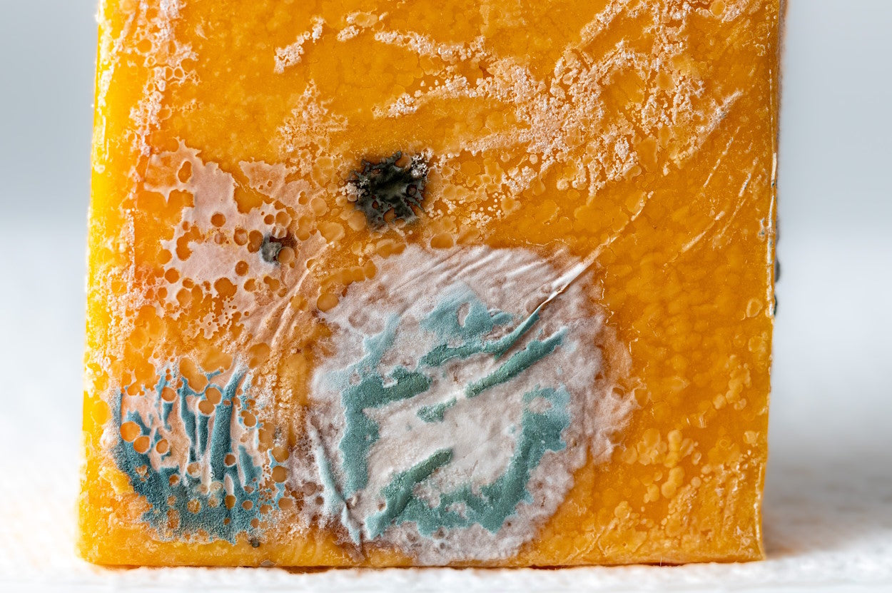 Does Heat Kill Mold?