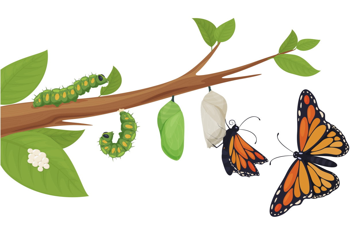Graphic illustration of the metamorphosis from caterpillar to butterfly