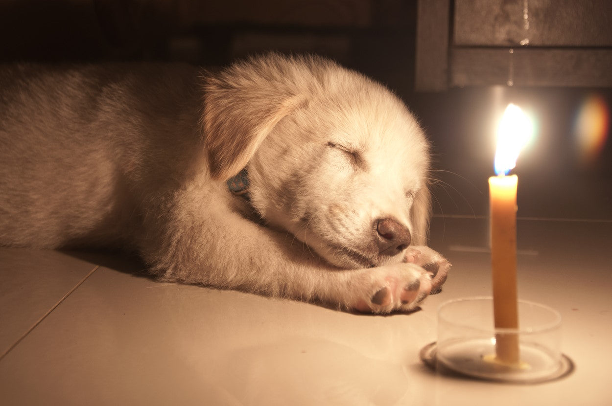 Puppy asleep next to a burning candle