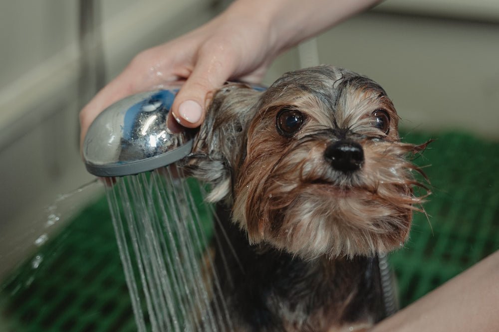 What is Deshedding? Why Deshedding Dogs Is Important Molekule