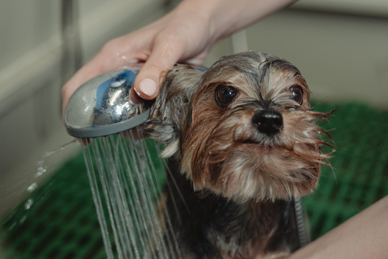 What is Deshedding? Why Deshedding Dogs Is Important Molekule