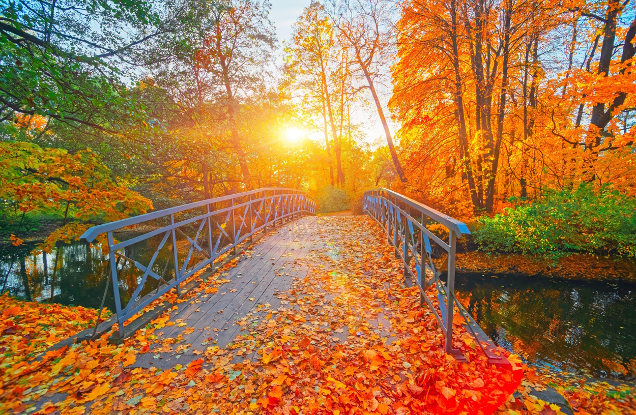 A bridge covered in fall leaves and surrounded by orange autumn trees