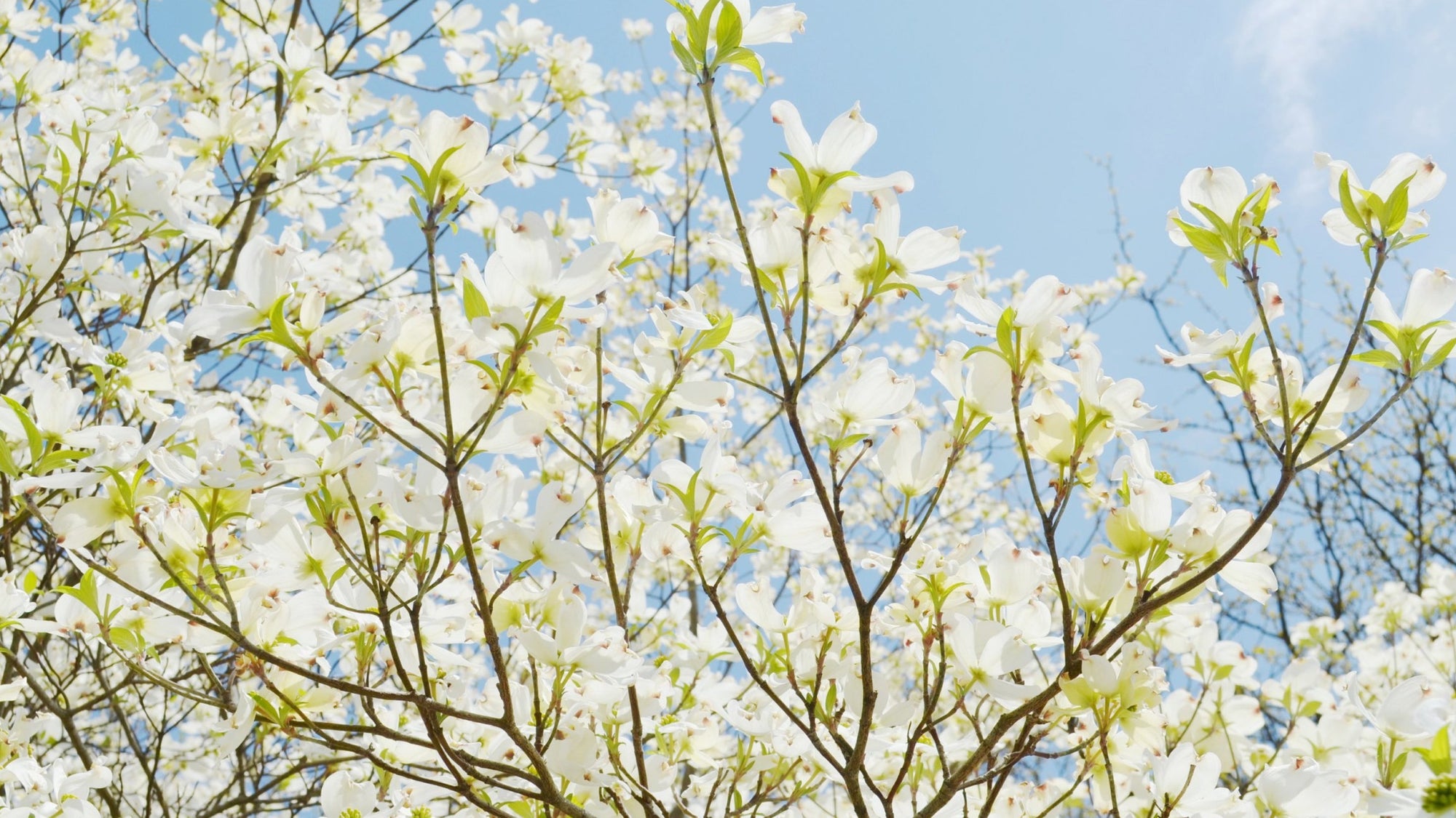 Dust Allergies vs Pollen Allergies: How Are They Different?